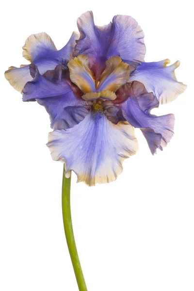 Studio Shot Multicolored Iris Flower Aislado Sobre Fondo Blanco Gran —  Fotos de Stock