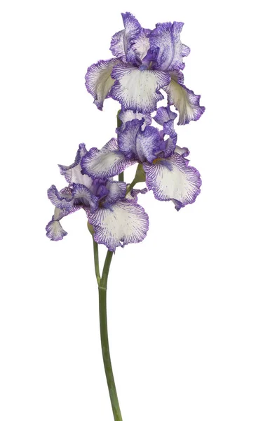 Studio Shot Flores Iris Color Azul Aisladas Sobre Fondo Blanco — Foto de Stock