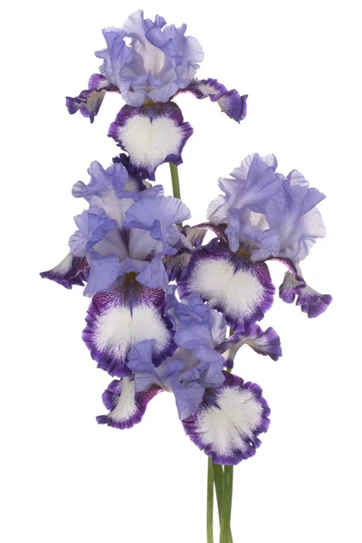 Strzał Studio Niebieskie Tęczówki Kolorowe Kwiaty Białym Tle Duża Głębia — Zdjęcie stockowe