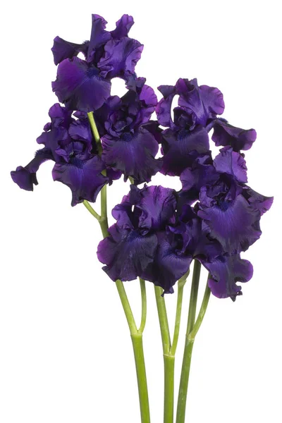 Studio Shot Purple Colored Iris Flowers Isolated White Background Large — Stock Photo, Image