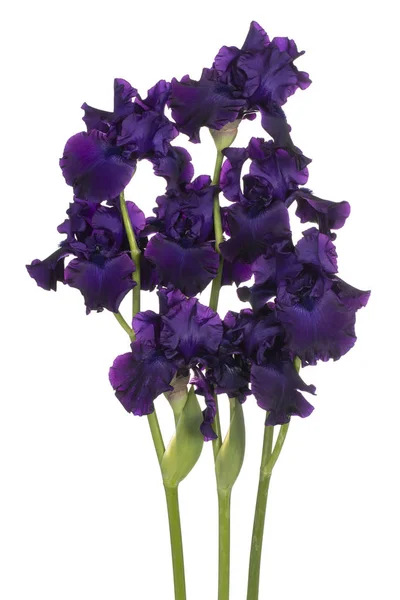 Studio Shot Purple Colored Iris Flowers Isolated White Background Large — Stock Photo, Image