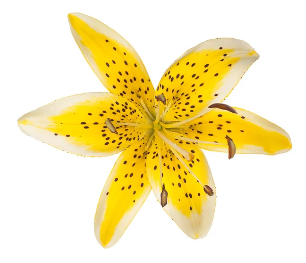 Studioaufnahme Von Gelb Gefärbten Lilienblüte Isoliert Auf Weißem Hintergrund Schärfentiefe — Stockfoto