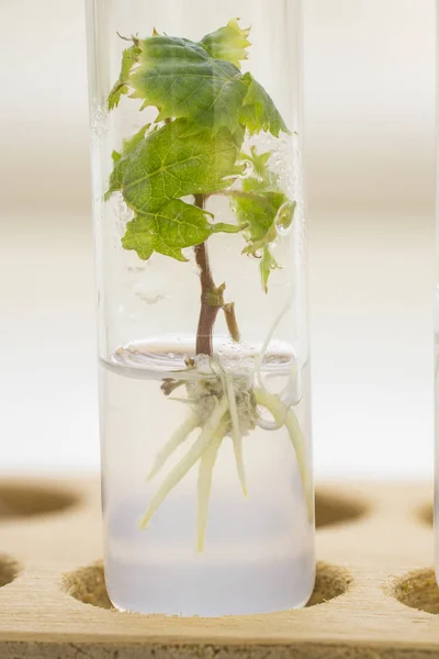 In Vitro Propagation Vitis vinifera Plant. Agricultural Biotechnology. Laboratory Experiment. Macro.