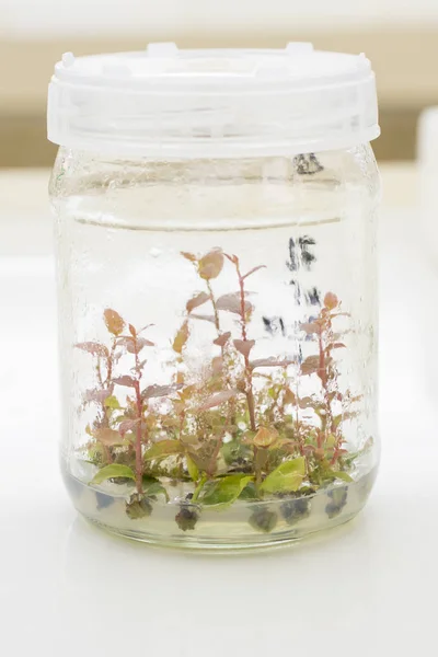 In Vitro Propagation Vaccinium corymbosum Plants. Agricultural Biotechnology. Laboratory Experiment. Macro.