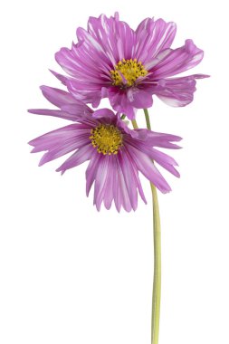 Magenta Renkli Kozmos Çiçeği 'nin Stüdyo Çekimi Beyaz Arkaplanda İzole Edildi. Geniş Alan Derinliği (DOF). Makro. Yakın plan..