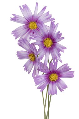 Magenta Renkli Kozmos Çiçeği 'nin Stüdyo Çekimi Beyaz Arkaplanda İzole Edildi. Geniş Alan Derinliği (DOF). Makro. Yakın plan..