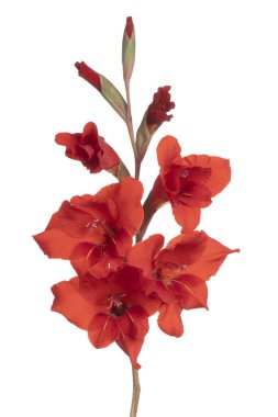 Kırmızı Renkli Gladiolus Çiçeği 'nin Stüdyo Çekimi Beyaz Arkaplanda İzole Edildi. Geniş Alan Derinliği (DOF). Makro. Yakın plan..
