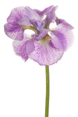 Stüdyo leylak renkli Iris çiçeği beyaz arka plan üzerinde izole bir kadeh. Büyük derinlik-in tarla (Dof). Makro.