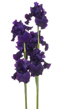 Beyaz arka plan üzerinde izole mor renkli Iris çiçek stüdyo çekim. Büyük derinlik-in tarla (Dof). Makro.