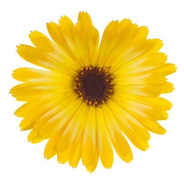Studio Záběr Žluté Barevné Měsíček Květ Izolovaných Bílém Pozadí Velká — Stock fotografie