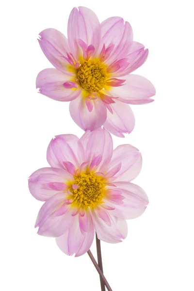 Studioaufnahme Von Fliederfarbenen Dahlienblüten Isoliert Auf Weißem Hintergrund Schärfentiefe Dof — Stockfoto