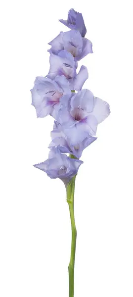 Studio Shot Blue Colored Gladiolus Flower Aislado Sobre Fondo Blanco — Foto de Stock