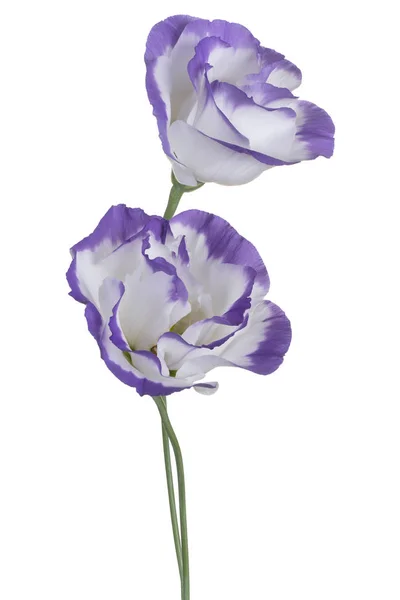 Studio Shot Blue Colored Eustoma Flowers Isolated White Background Large — Stock Photo, Image