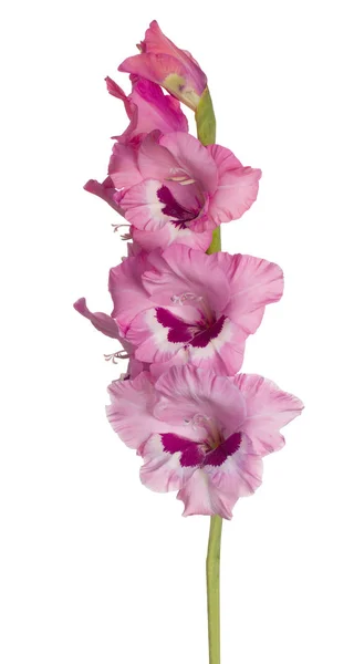 Studioaufnahme Einer Rosafarbenen Gladiolenblüte Isoliert Auf Weißem Hintergrund Schärfentiefe Dof — Stockfoto