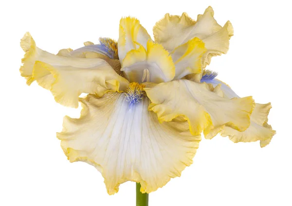 Estúdio Tiro Flor Íris Cor Amarela Isolado Fundo Branco Grande — Fotografia de Stock