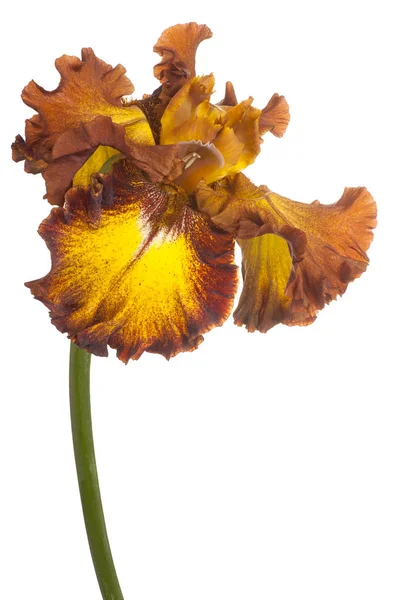 Estúdio Tiro Brown Amarelo Colorido Iris Flor Isolado Fundo Branco — Fotografia de Stock