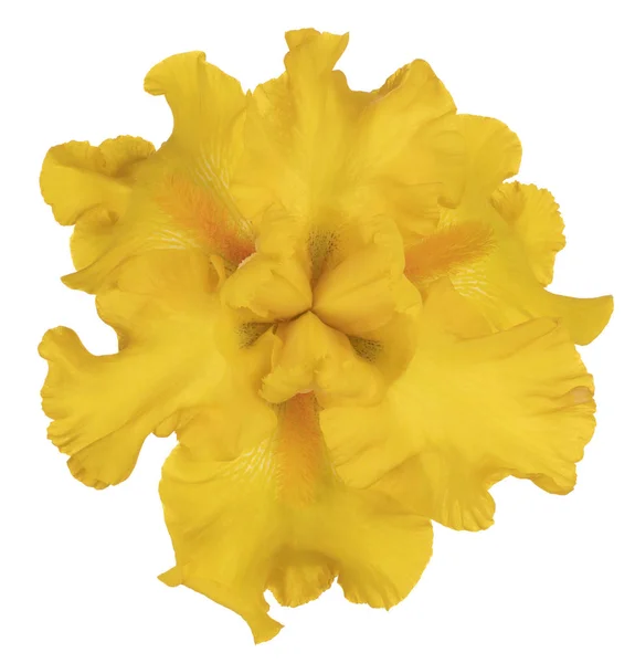 Studio Shot Yellow Colored Iris Flower Isolated White Background Large — Stock Photo, Image
