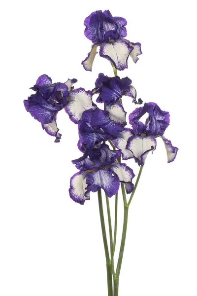 Studio Shot Flores Iris Color Azul Aisladas Sobre Fondo Blanco — Foto de Stock