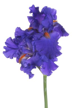 Mavi Renkli Iris Flowers 'ın Stüdyo Çekimi Beyaz Arkaplanda İzole Edildi. Geniş Alan Derinliği (DOF). Makro. Yakın plan..