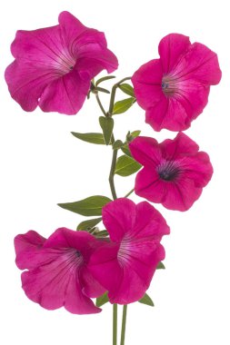 Stüdyo fuşya renkli Petunya çiçek beyaz arka plan üzerinde izole bir kadeh. Büyük derinlik-in tarla (Dof). Makro.