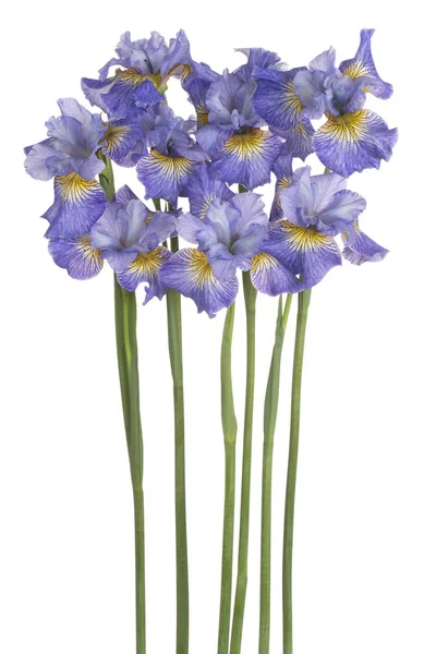 Estúdio Tiro Flores Íris Coloridas Azuis Isoladas Fundo Branco Grande — Fotografia de Stock