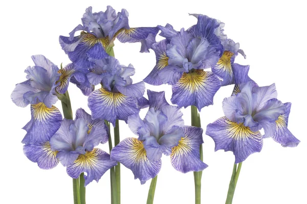 Studio Girato Fiori Iris Blu Colorato Isolato Sfondo Bianco Ampia — Foto Stock