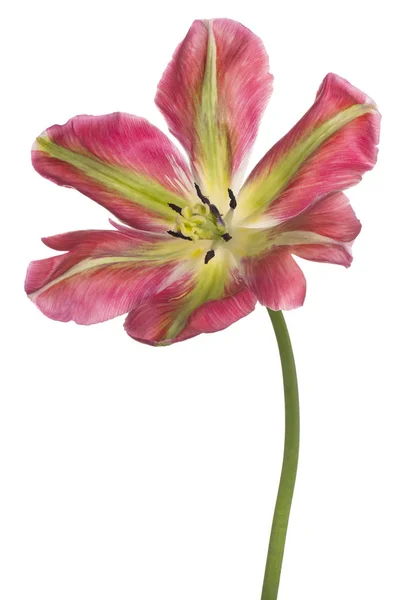 Studio Shot Van Rood Groen Gekleurde Tulpenbloem Geïsoleerd Witte Achtergrond — Stockfoto