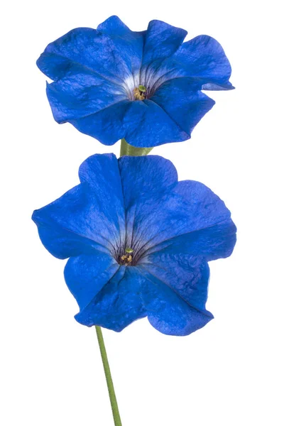 Studio Girato Fiori Petunia Blu Colorato Isolato Sfondo Bianco Ampia — Foto Stock