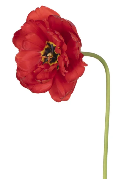 Studio Shot Von Roten Farbigen Tulpenblume Isoliert Auf Weißem Hintergrund — Stockfoto
