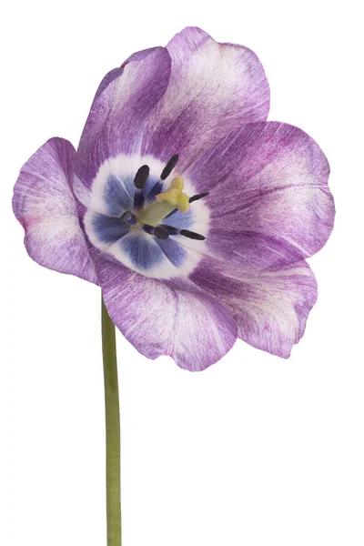 Studio Shot Blue Colored Tulip Flower Isolated White Background Large — Stock Photo, Image