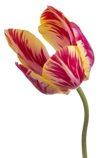 Studio Shot Red Yellow Colored Tulip Flower Isolated White Background — Photo