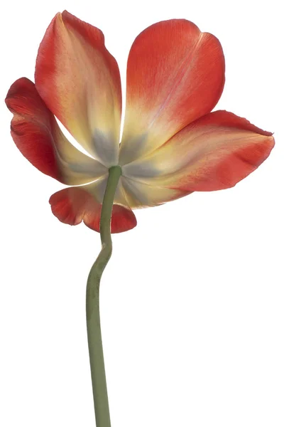 Studio Shot Red Yellow Colored Tulip Flower Isolado Fundo Branco — Fotografia de Stock