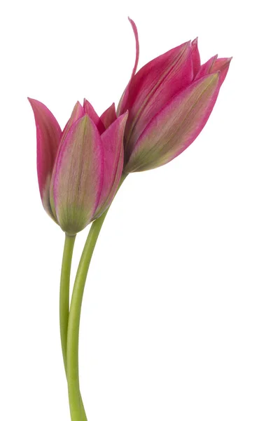 Studio Shot Magenta Colored Tulip Flowers Aislado Sobre Fondo Blanco — Foto de Stock