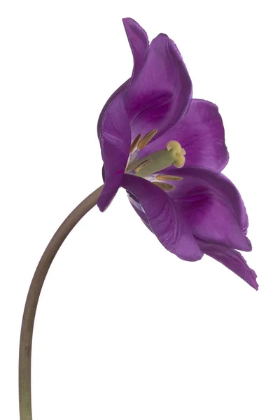 Studioaufnahme Von Lila Farbigen Tulpenblume Isoliert Auf Weißem Hintergrund Große — Stockfoto