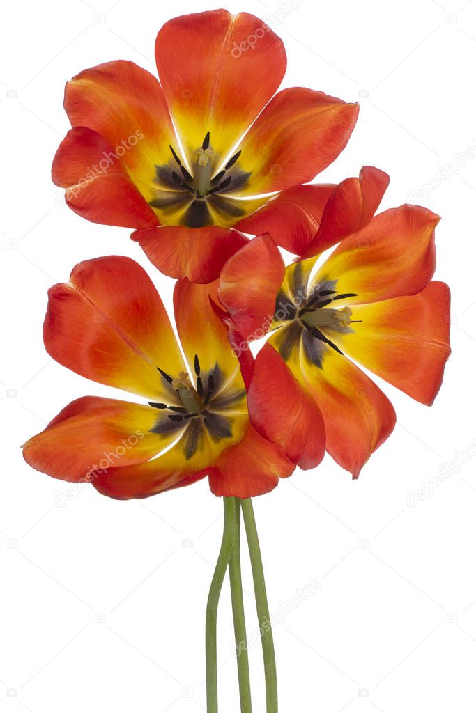 Studio Shot of Red and Yellow Colored Tulip Flowers Isolated on White Background. Large Depth of Field (DOF). Macro. Close-up.