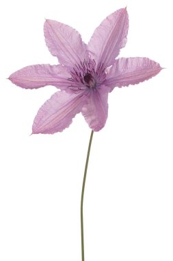 Stüdyo pembe renkli akasma çiçek beyaz arka plan üzerinde izole bir kadeh. Büyük derinlik-in tarla (Dof). Makro. Yakın çekim.