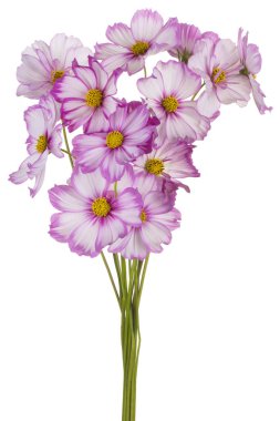 Magenta Renkli Kozmos Çiçeği 'nin Stüdyo Çekimi Beyaz Arkaplanda İzole Edildi. Geniş Alan Derinliği (DOF). Makro. Yakın plan..