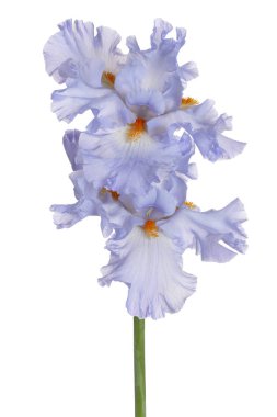 Mavi Renkli Iris Flowers 'ın Stüdyo Çekimi Beyaz Arkaplanda İzole Edildi. Geniş Alan Derinliği (DOF). Makro. Yakın plan..