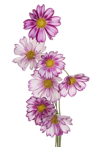 Studio Shot Magenta Colored Cosmos Flower Isolated White Background Large — Stock Photo, Image