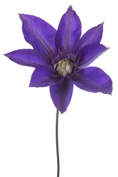 Studio Shot Blue Colored Clematis Flower Aislado Sobre Fondo Blanco — Foto de Stock