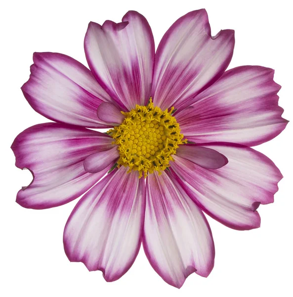 Studio Colpo Magenta Colorato Cosmos Fiore Isolato Sfondo Bianco Ampia — Foto Stock