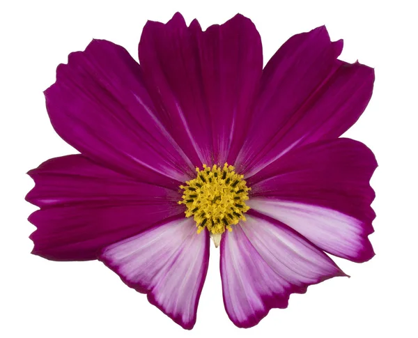 Studioaufnahme Von Magenta Farbigen Kosmos Blume Isoliert Auf Weißem Hintergrund — Stockfoto