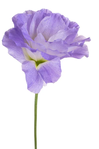 Studio Shot Blue Color Eustoma Flower Aislado Sobre Fondo Blanco —  Fotos de Stock