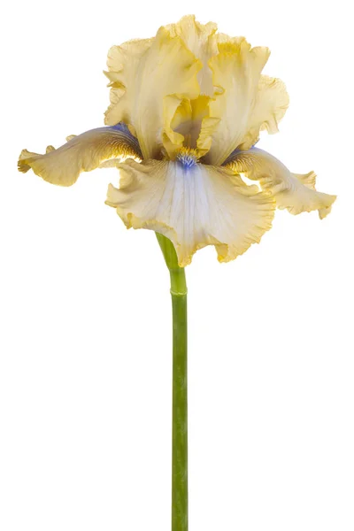 Студія Постріл Жовта Кольоровими Ірис Квітка Ізольовані Білому Тлі Великої — стокове фото
