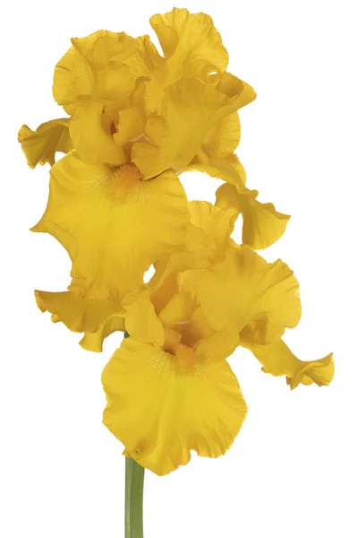 Studio Shot Yellow Colored Iris Flowers Isolated White Background Large — Stock Photo, Image
