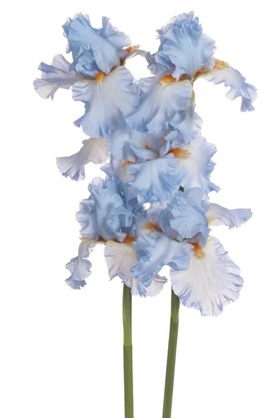 Studio Shot Blue Colored Iris Λουλούδια Απομονωμένα Λευκό Φόντο Μεγάλο — Φωτογραφία Αρχείου