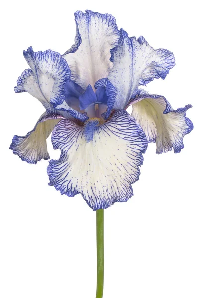 Studio Shot Blue Color Iris Flower Aislado Sobre Fondo Blanco — Foto de Stock