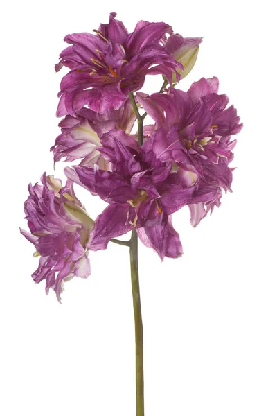 Studio Girato Viola Colorato Lily Flower Isolato Sfondo Bianco Ampia — Foto Stock