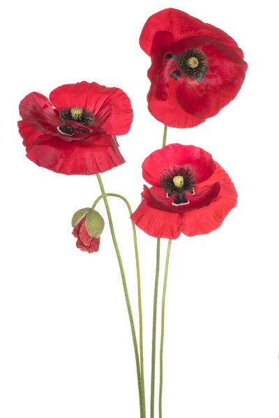 Studio Schot Van Rood Gekleurde Poppy Bloemen Geïsoleerd Een Witte — Stockfoto