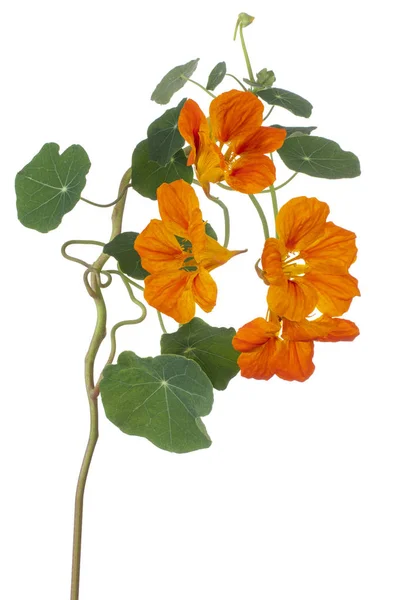 Studio Shot Του Orange Colored Nasturtium Flower Απομονωμένο Λευκό Φόντο — Φωτογραφία Αρχείου